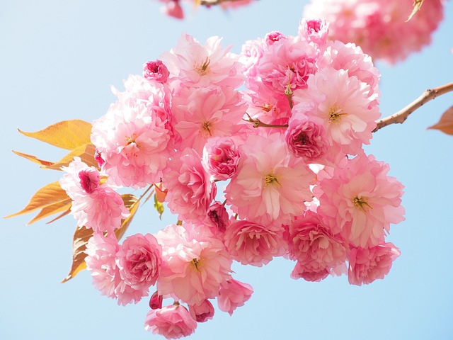 5 Ways to Enjoy Sakura – Cherry Blossom